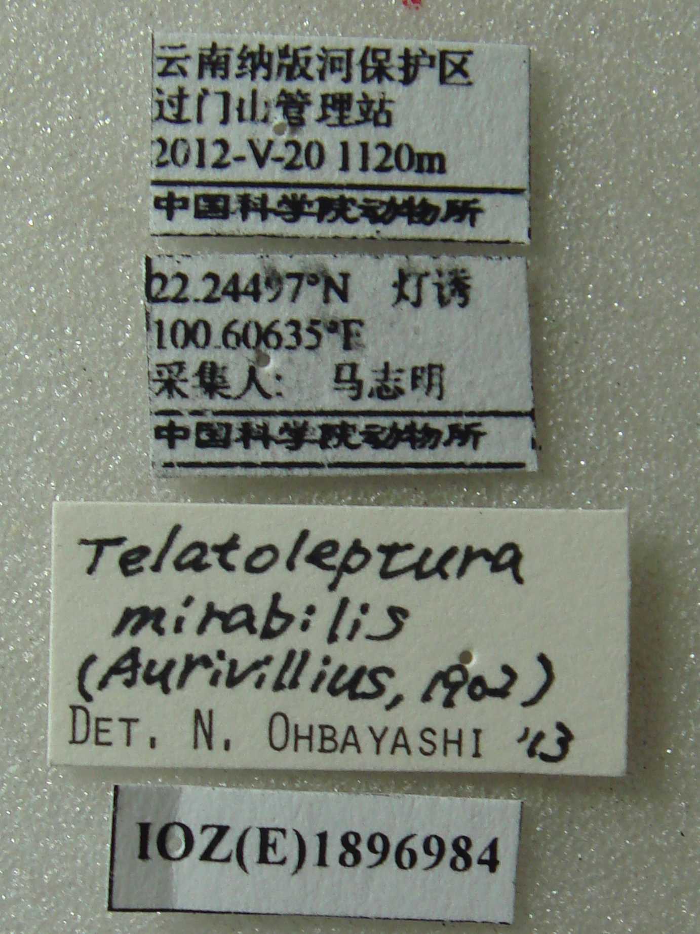 奇形花天牛teratoleptura Mirabilis Aurivillius 1902 专题库 国家动物标本资源共享平台