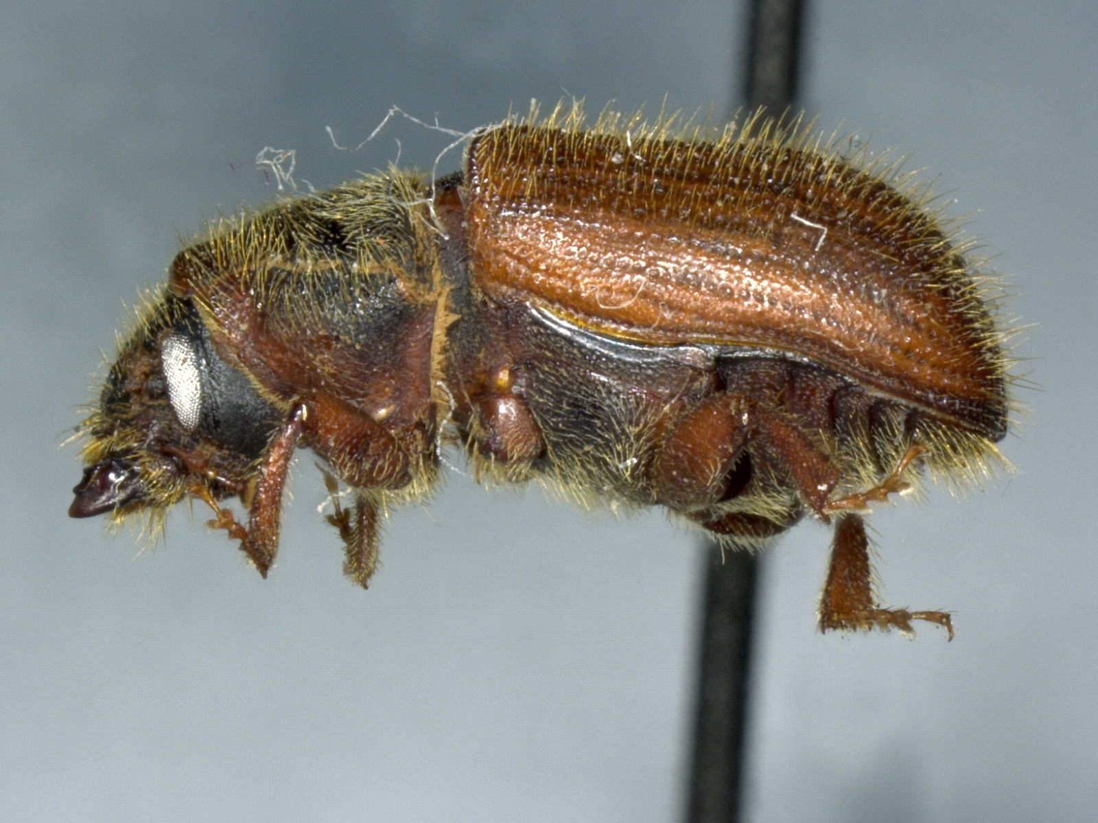 红脂大小蠹 Dendroctonus rufipennis - 物种库 - 国家动物标本资源库