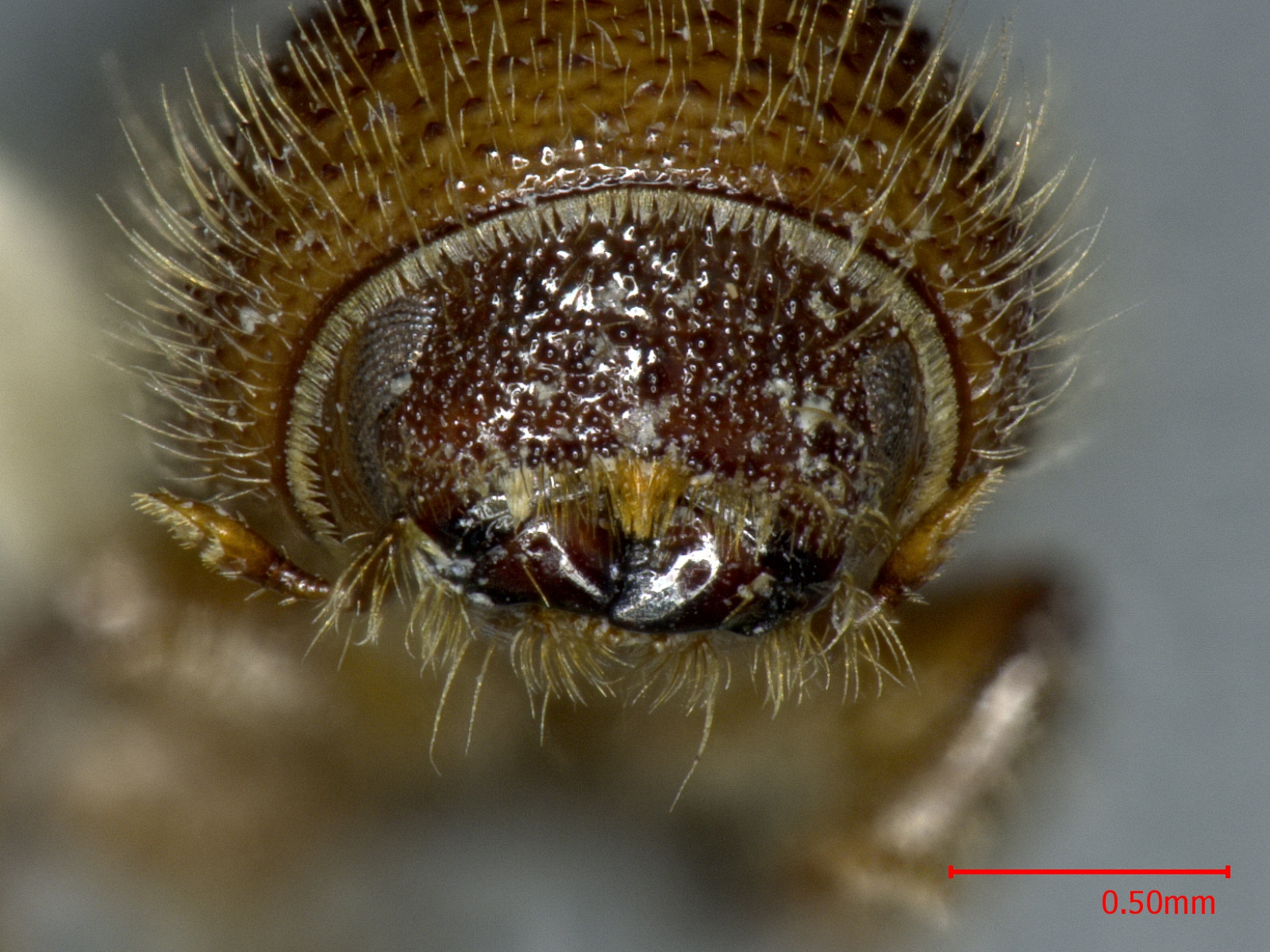 红脂大小蠹 Dendroctonus rufipennis - 物种库 - 国家动物标本资源库