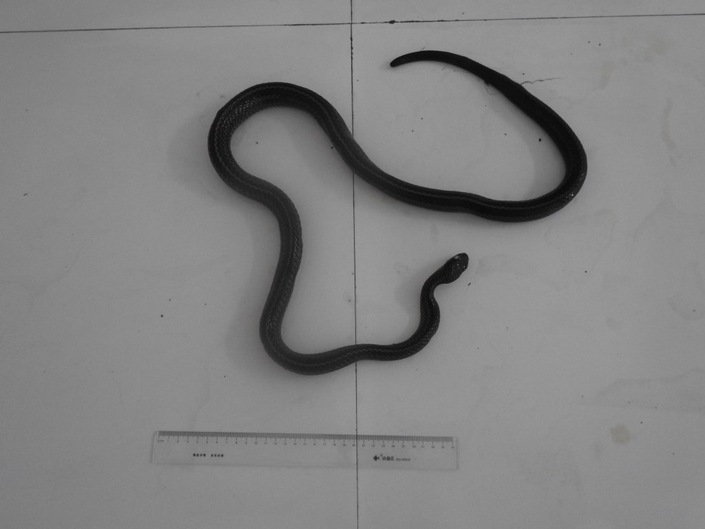 赤链蛇-标本图片库-武陵山区生物多样性综合科学考察