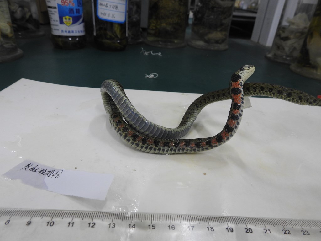 虎斑颈槽蛇-甘肃野生动物-图片