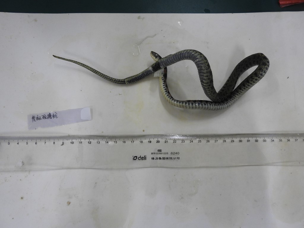 虎斑颈槽蛇-标本图片库-武陵山区生物多样性综合科学考察