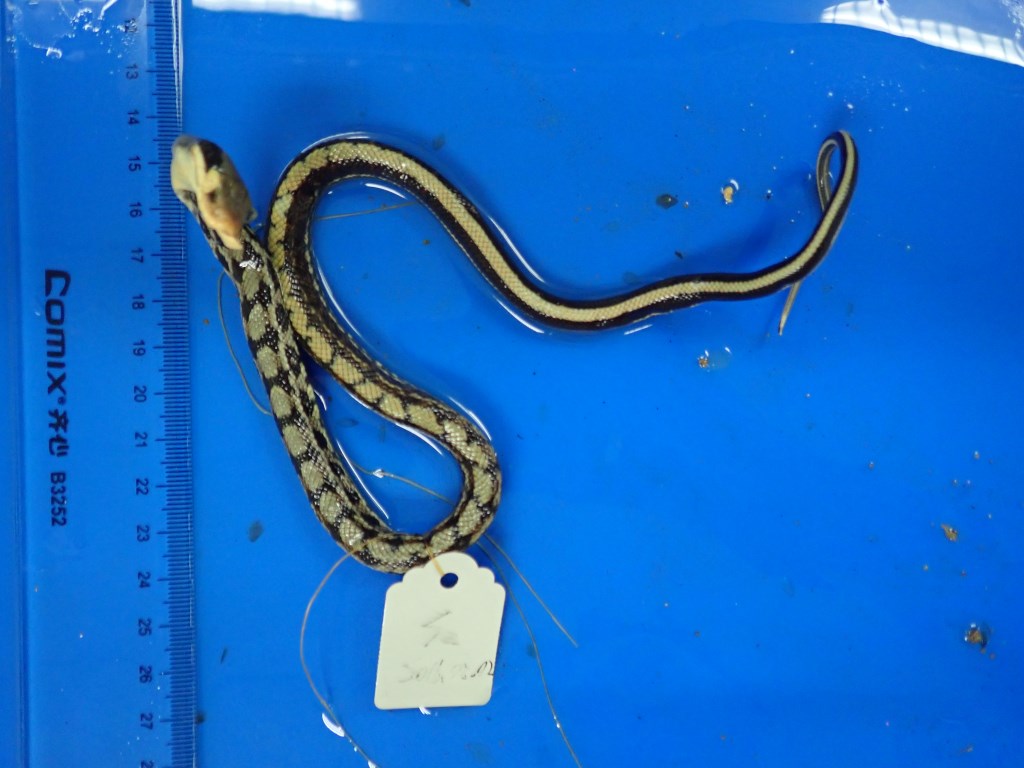 王锦蛇-标本图片库-武陵山区生物多样性综合科学考察