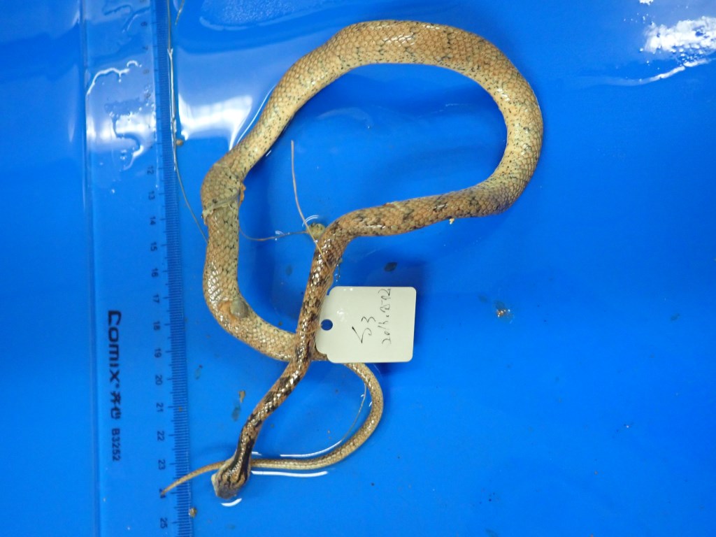大眼斜鳞蛇-标本图片库-武陵山区生物多样性综合科学考察