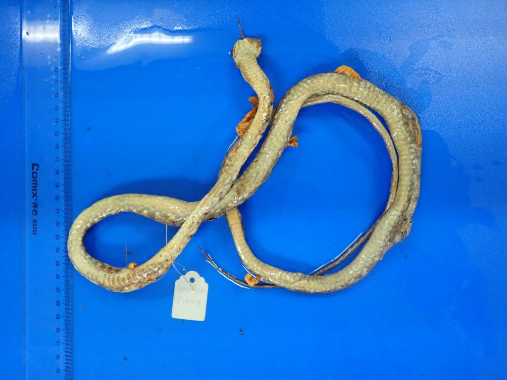 喜山小头蛇-标本图片库-藏东南动物资源综合考查与重要类群资源评估