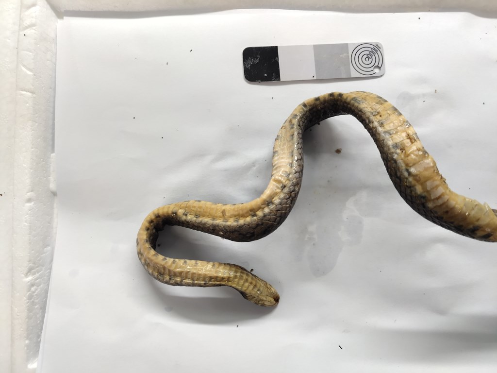 黑眉锦蛇 Elaphe taeniura - 物种库 - 国家动物标本资源库